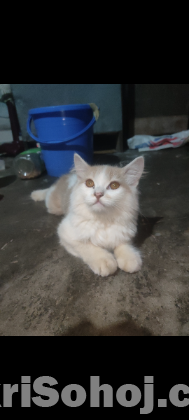 পার্সিয়ান বিড়াল